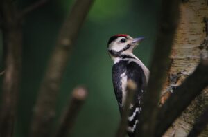 Shouldn’t most woodpeckers have brain damage?